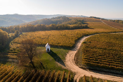 High angle view of grape plantation  at autumn in hungary