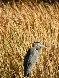 High angle view of gray heron perching on field