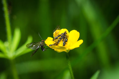 Close-up of bee pollinating on yellow flower