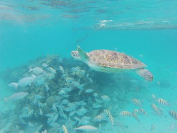 Fish swimming in sea