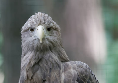 Close-up portrait of a bird