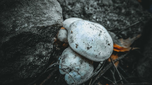 Close-up of crab on rock