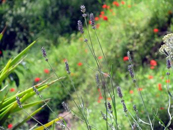 Close-up of plant against blurred background