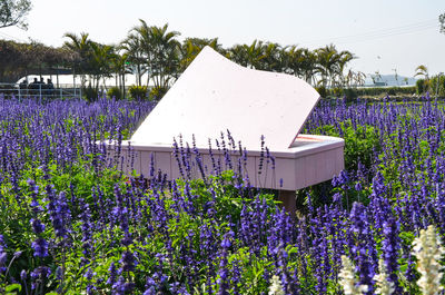 Purple flowers blooming on field