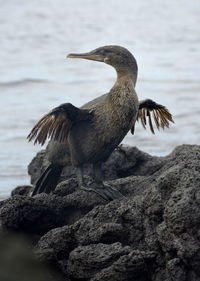 Bird perching on rock