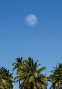 Low angle view of coconut palm tree against blue sky and full moon