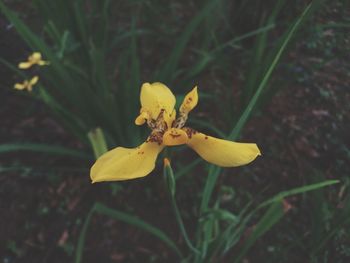 Close-up of yellow flowering plant on field