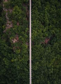 Full frame shot of trees in forest