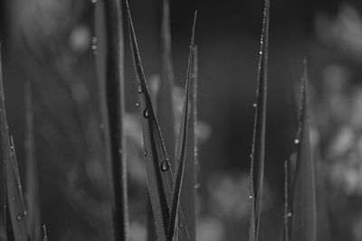 Close-up of wet plants in rainy season