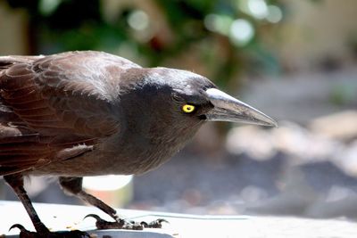 Close-up of bird