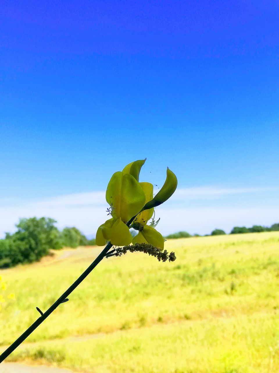 PLANT GROWING ON FIELD AGAINST SKY