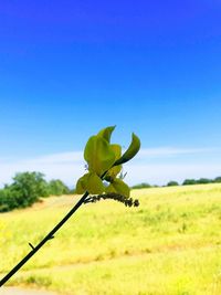 Plant growing on field against clear blue sky