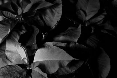 Full frame shot of leaves