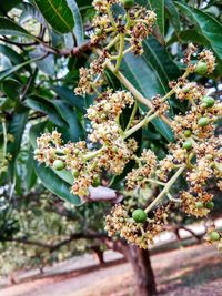 Close-up of flowers growing on tree