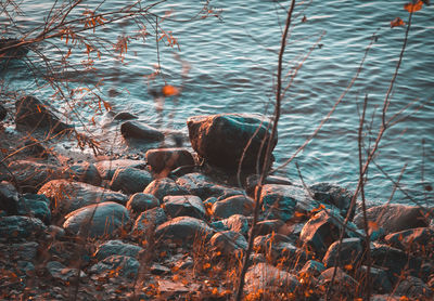Plants growing on rocks by the lake