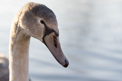 Close-up of swan in lake
