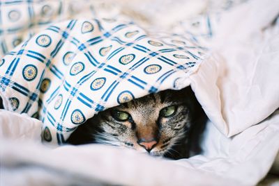 Portrait of cat resting on bed