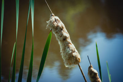 Close-up of cattail growing by lake