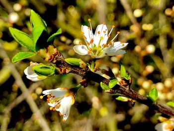 Close-up of white flowering plant