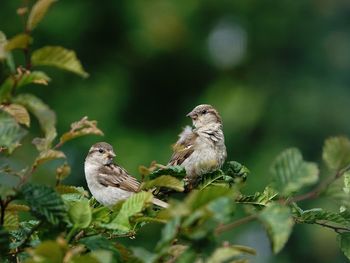 Close-up of bird perching on plant