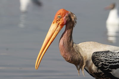 Close-up of a duck