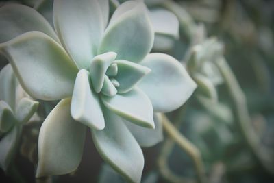 Close-up of white flowering plant in park