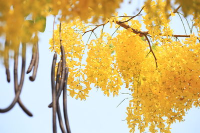 Close-up of autumn leaves