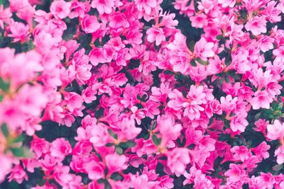 Close-up of pink flowering plants