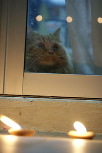 Close-up portrait of a cat