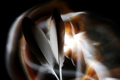 Close-up of feather against black background