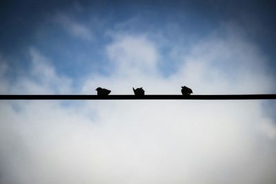 Low angle view of birds perching on power line