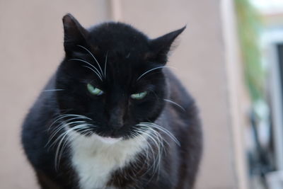 Close-up portrait of cat sitting