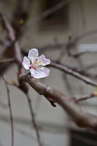 Close-up of cherry blossom