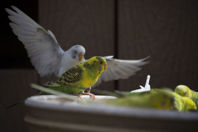 Close-up of birds flying