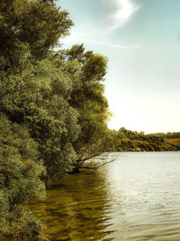 Scenic view of river in forest against sky