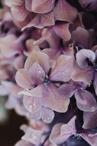 Close-up of pink flowers blooming outdoors