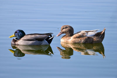 Duck swimming in a lake