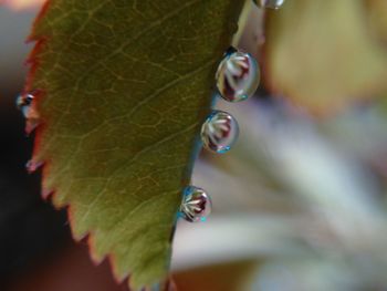 Close-up of insect on leaf