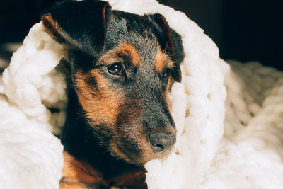 Close-up of a dog looking away