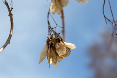 Close-up of wilted plant