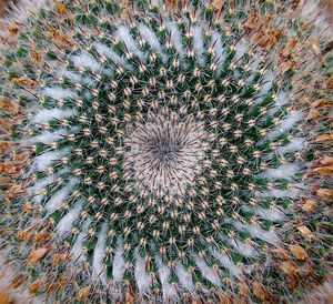 Full frame shot of cactus plant