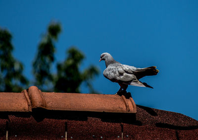 Low angle view of bird perching on retaining wall against clear blue sky