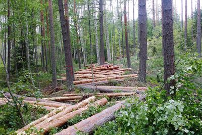 Stack of logs in forest