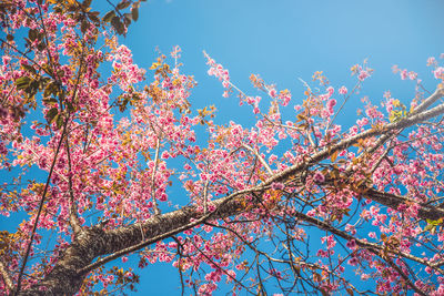 Low angle view of pink flowering tree against blue sky