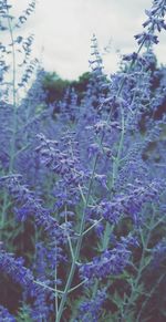 Close-up of plants against blurred background