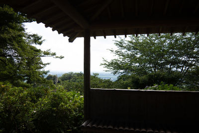 Low angle view of trees in forest against sky