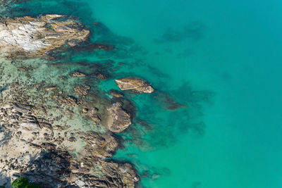 High angle view of turtle in sea