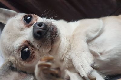 Close-up portrait of a dog