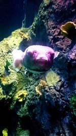 Close-up of jellyfish in sea