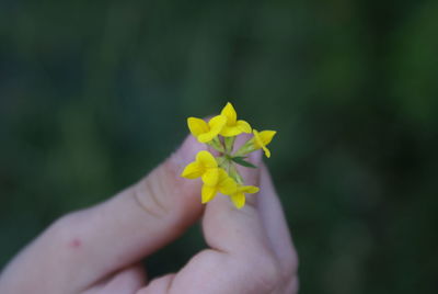 Close-up of hand holding yellow flowers